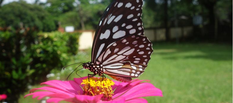 7 Ways You Can Attract Wildlife to Your Backyard