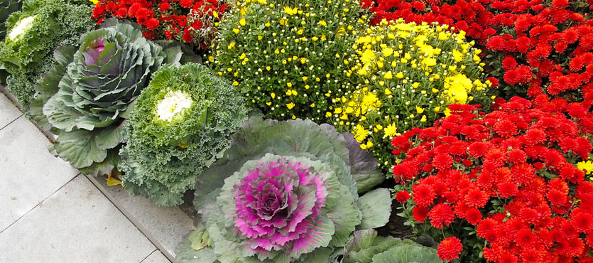 Incorporating Vegetables into Your Landscape Design