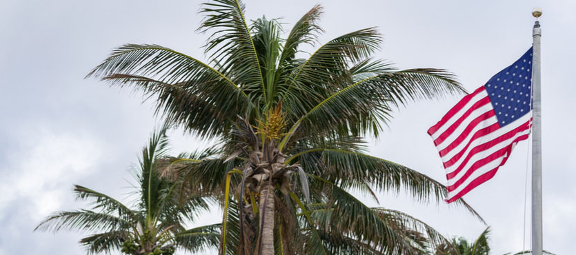 Taking Proper Care of Queen Palm Trees