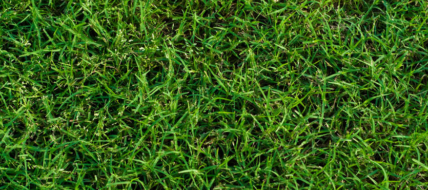 How to Care for Bermuda Grass