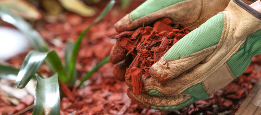 How to Use Mulch Wisely