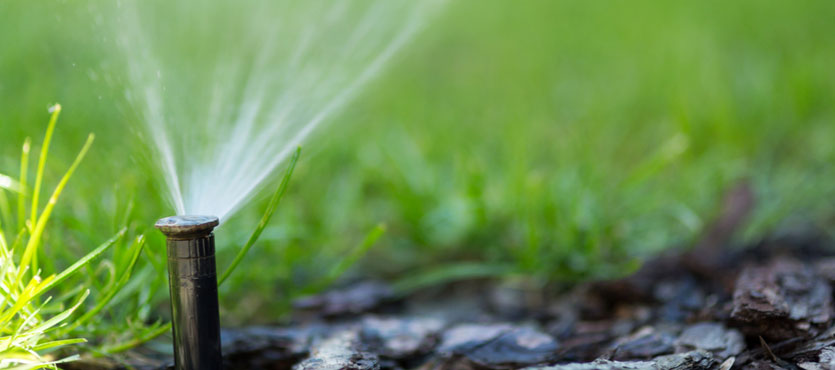 Is a Thriving Lawn with Less Water Possible?