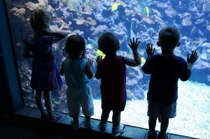 Kids at aquarium looking into fish tank