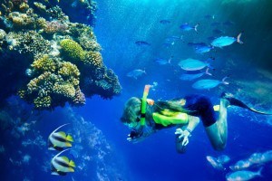 Group of coral fish in blue water with scuba diver.