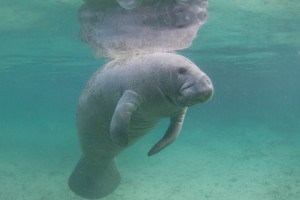 Florida Manatee