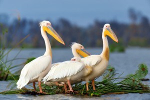 Great White Pelican