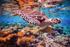 Hawksbill Turtle