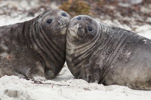 Seal Pups