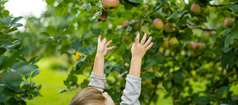 Teaching Kids About Harvest Season Hands-On Learning Activities