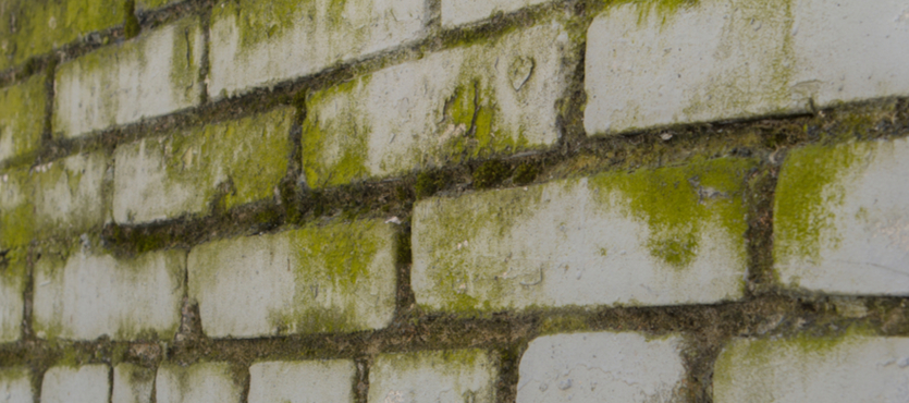 Removing Mold from Bricks